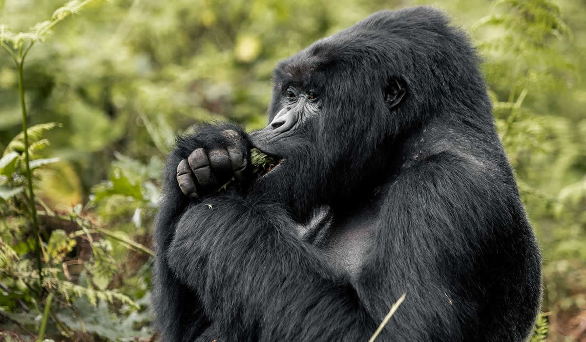 Gorilla Trekking in Rwanda