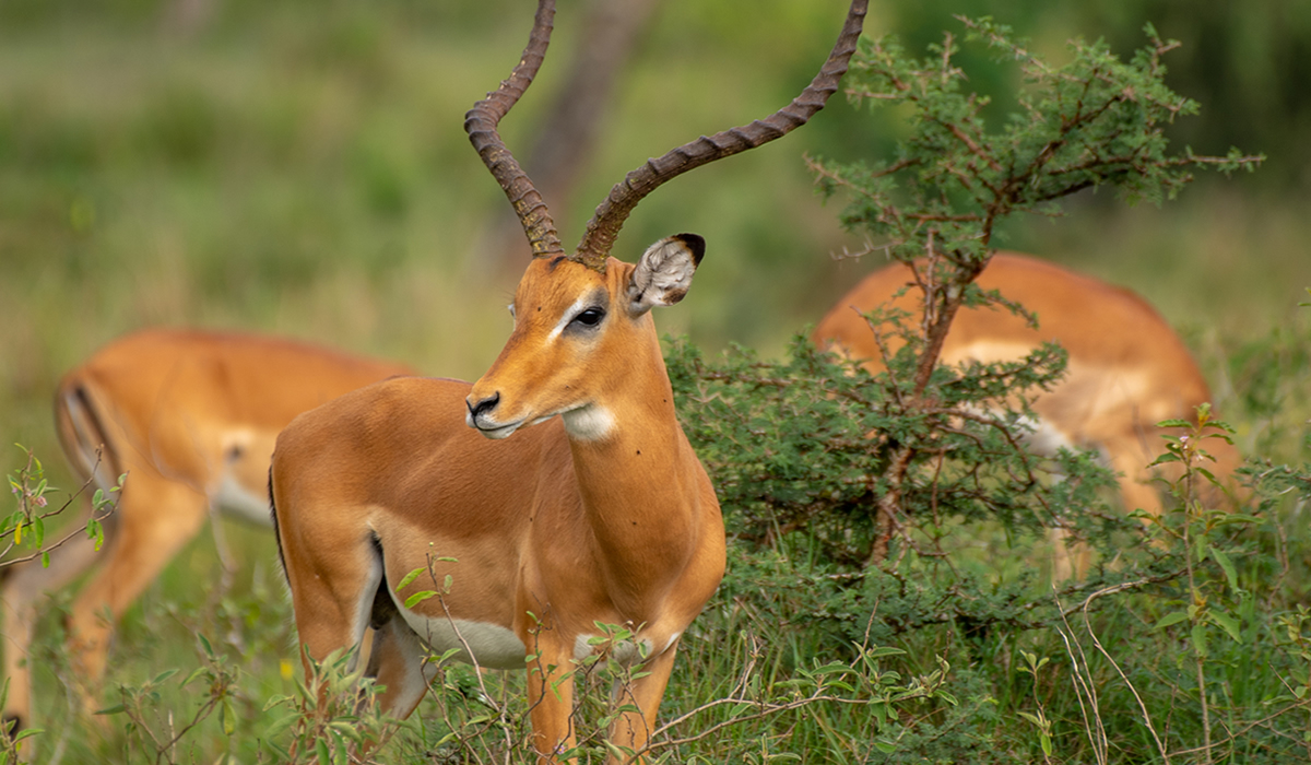 Best Time to Visit Uganda