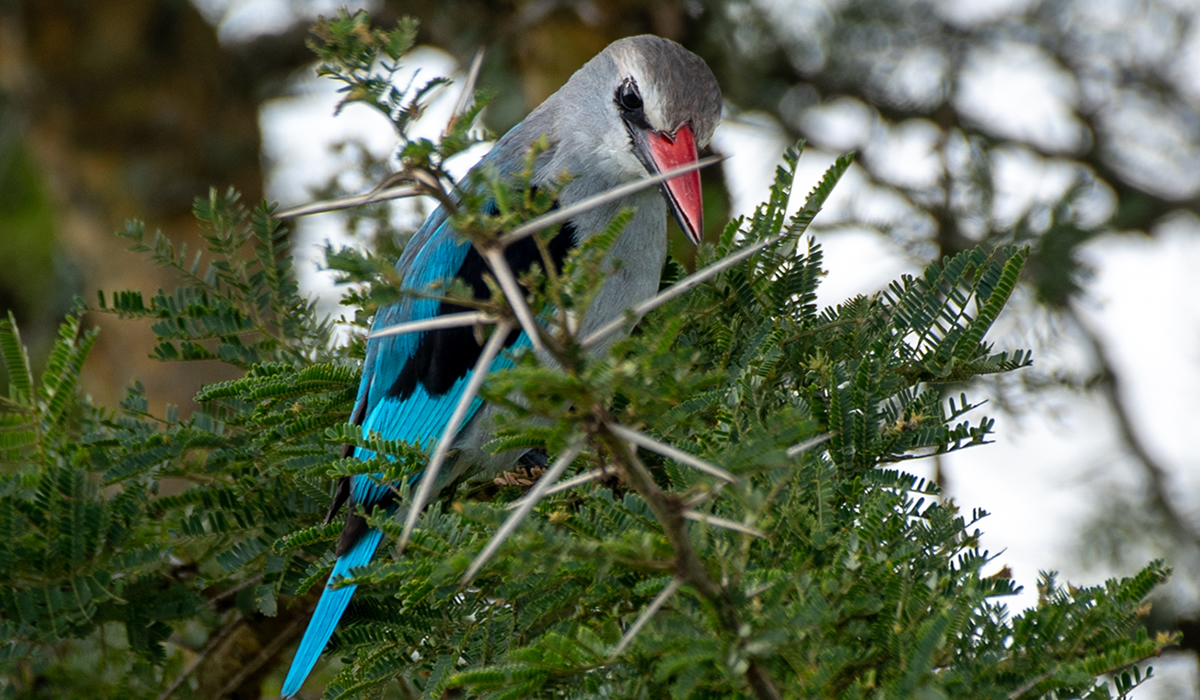 Bird Watching in Uganda