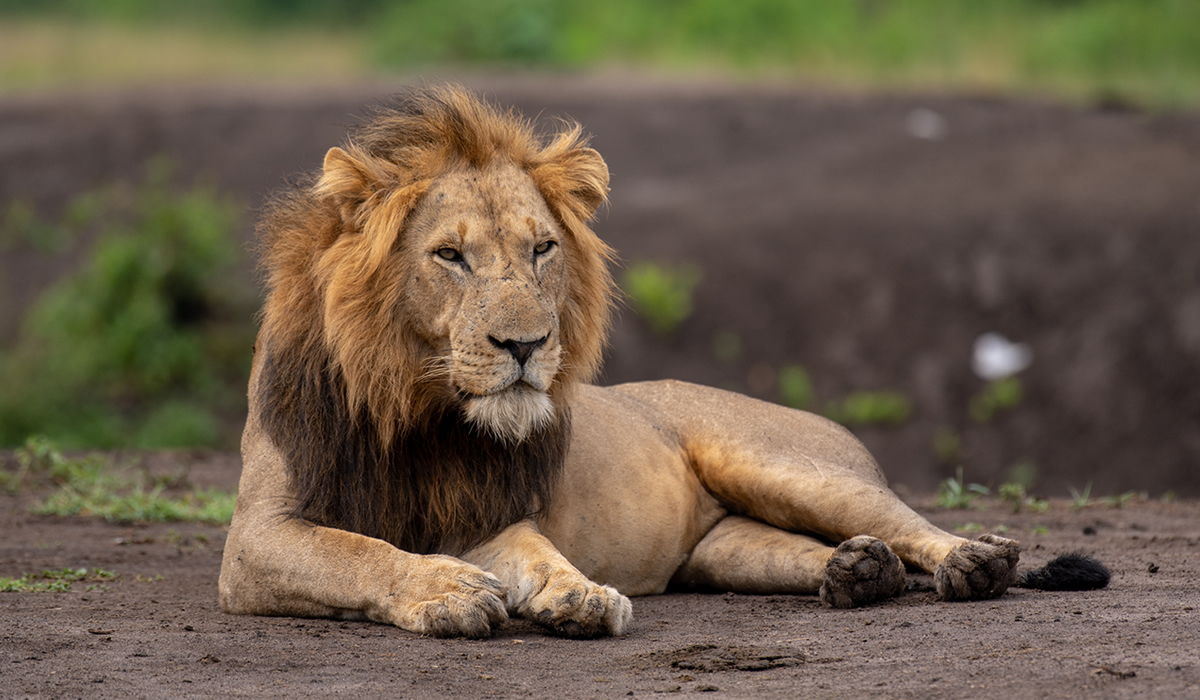 The Ultimate Guide to Visiting Uganda