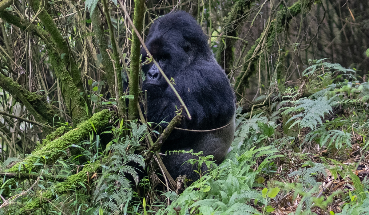 Gorilla Habituation Experience in Bwindi Forest