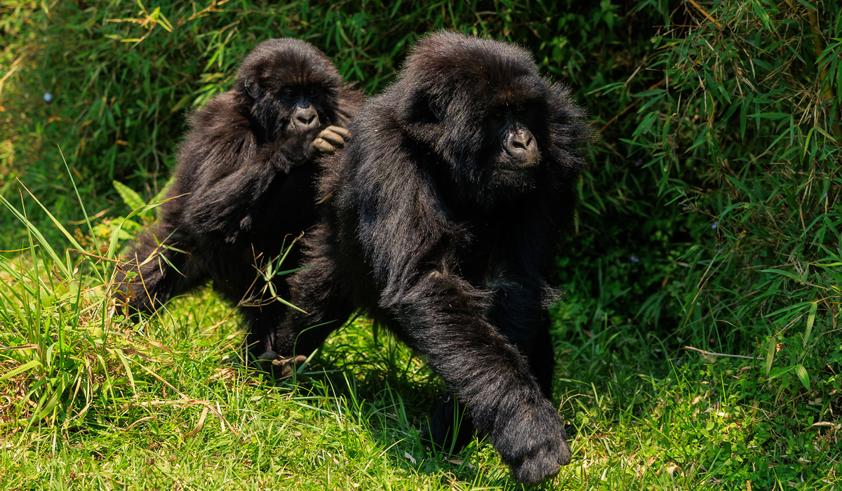 Booking Rwanda Gorilla Permits