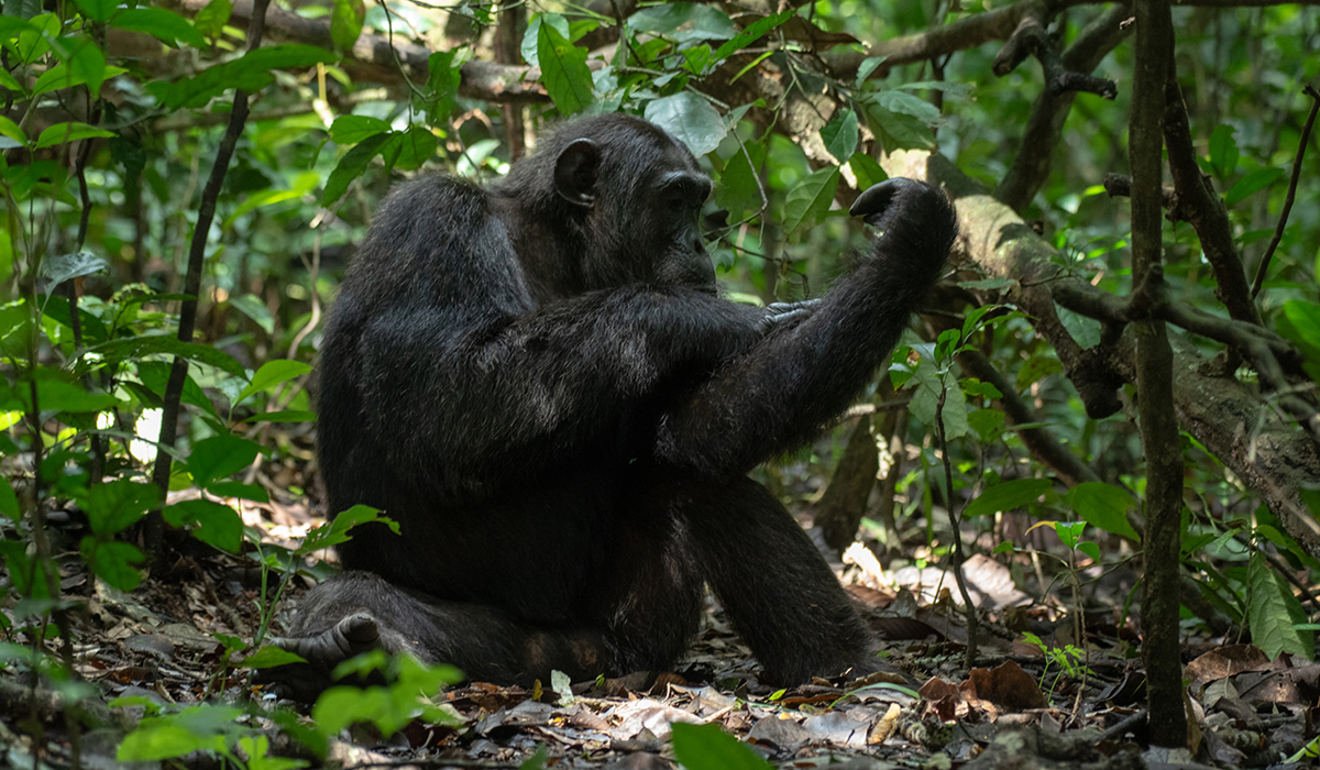 Chimpanzee Trekking in Kibale Forest