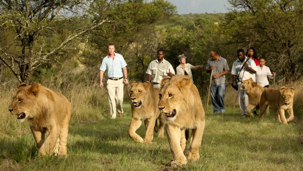 Best country for safari in Africa