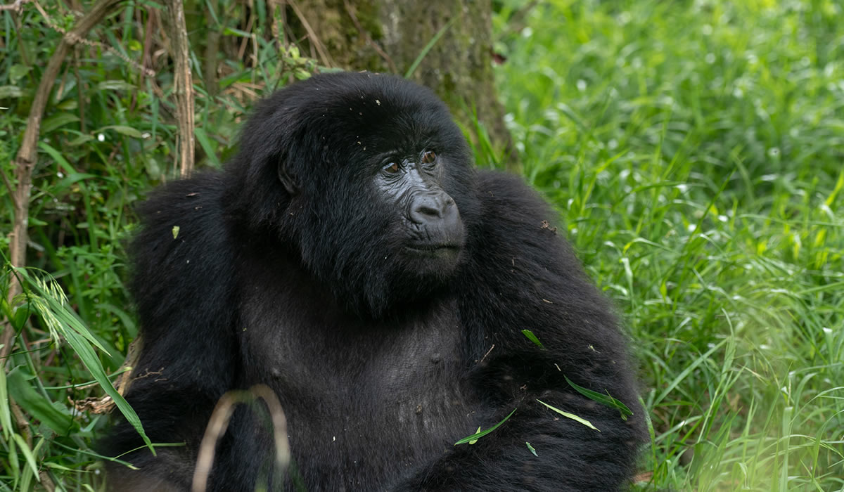 Nyakagezi Gorilla Family
