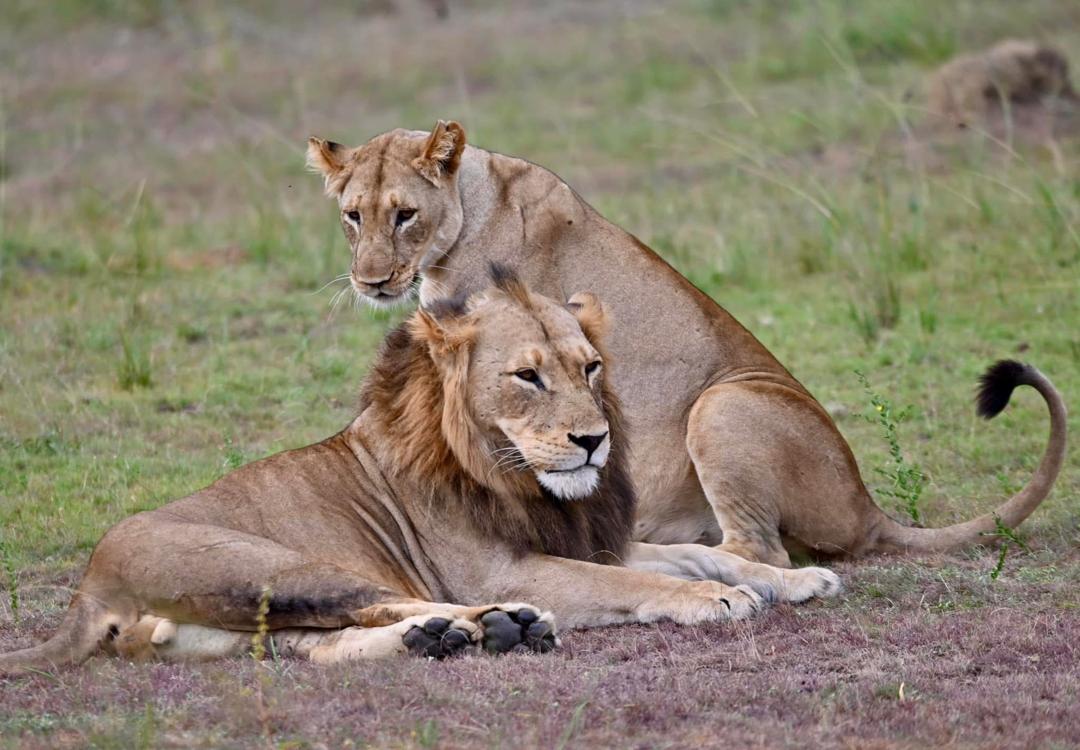 lions in Rwanda