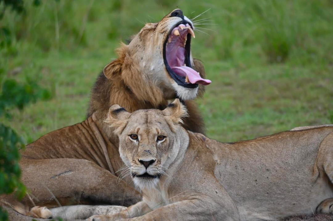 lions in Rwanda