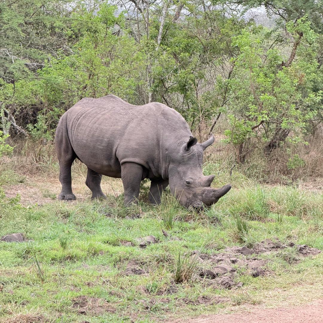 Rhinoceros in Akagera National Park on a 1 Day Akagera National Park Safari